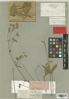 Achyranthes porrigens Jacq. [family AMARANTHACEAE]