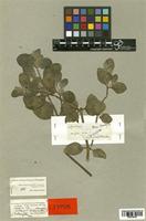 Achyranthes halimifolia Lam. [family AMARANTHACEAE]