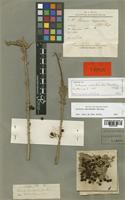 Schinus marchandii F. A. Barkley [family ANACARDIACEAE]