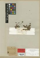 Thrincia hispida Boiss. var. minor [family COMPOSITAE]