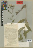 Type of Hieracium prenanthoides Vill. subsp. hypoglaucum Litv. & Zahn [family ASTERACEAE]