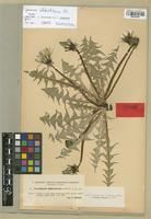Isolectotype of Taraxacum chloroticum Florstr. [family ASTERACEAE]