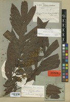 Isolectotype of Trichilia elsae Harms [family MELIACEAE]