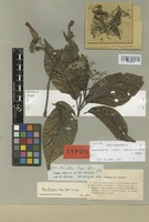 Isotype of Banisteria caapi Griseb. [family MALPIGHIACEAE]