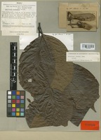 Isotype of Banisteriopsis schunkei B. Gates [family MALPIGHIACEAE]