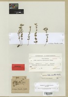 Holotype of Hypericum huber-morathii N. Robson [family GUTTIFERAE]