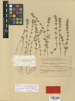 Isotype of Euphrasia hirtella Reut. f. macrantha Lindb. [family SCROPHULARIACEAE]