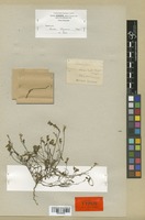 Lectotype of Linaria salzmannii Boiss. var. flava Boiss. [family SCROPHULARIACEAE]