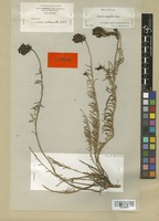 Type of Linaria melanantha Boiss. & Reut. [family SCROPHULARIACEAE]