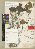 Holotype of Trapa natans L. var. africana Brenan [family TRAPACEAE]