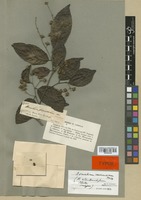 Isotype of Homalium eleutherostylum S. F. Blake [family FLACOURTIACEAE]