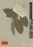 Isotype of Homalium gitingensis Elmer [family FLACOURTIACEAE]