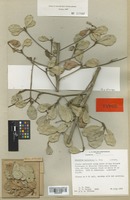 Isotype of Gesneria haitiensis L. E. Skog [family GESNERIACEAE]