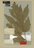 Lectotype of Heracleum granatense Boiss. [family UMBELLIFERAE]