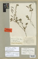 Isotype of Cassia pentandra Raddi [family LEGUMINOSAE]