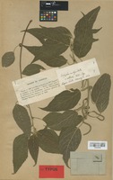 Syntype of Acalypha amblyodonta (Müll. Arg.) Müll. Arg. var. villosa Müll. Arg. [family EUPHORBIACEAE]