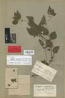 Isotype of Acalypha macularis Pax & K. Hoffm. [family EUPHORBIACEAE]