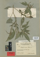 Isotype of Acalypha striolata Lingelsh. [family EUPHORBIACEAE]