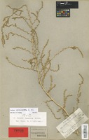 Isotype of Salsola damascena Botsch. [family CHENOPODIACEAE]