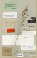 Lectotype of Salsola schweinfurthii Solms [family CHENOPODIACEAE]
