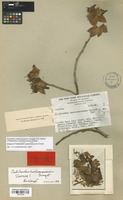 Isotype of Pedilanthus coalcomanensis Croizat [family EUPHORBIACEAE]