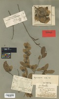 Syntype of Hymenocardia acida Tul. [family EUPHORBIACEAE]