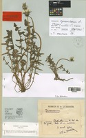 Lectotype of Taraxacum squamulosum Soest [family COMPOSITAE]