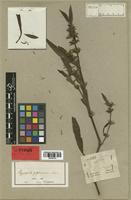 Isotype of Hygrophila guianensis Nees [family ACANTHACEAE]