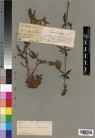 Isotype of Agathisanthemum bojeri Klotzsch [family RUBIACEAE]