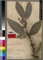 Isolectotype of Lepisanthes andamanica King [family SAPINDACEAE]