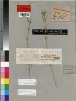 Justicia ladanoides in Global Plants on JSTOR
