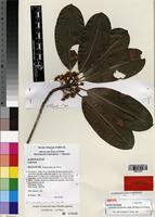 Isotype of Labramia mayottensis Labat & al. [family SAPOTACEAE]
