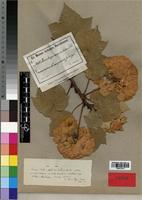 Type of Dombeya auriculata K. Schum. [family STERCULIACEAE]