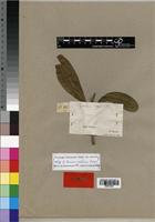 Isotype of Annularia natalensis Hochst. [family APOCYNACEAE]