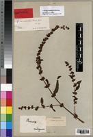 Syntype of Rumex camptodon Rech. f. [family POLYGONACEAE]