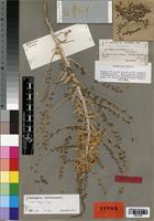 Lectotype of Astragalus gombo Bunge [family FABACEAE]