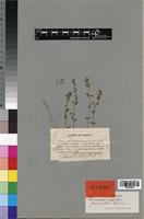 Type of Laurembergia repens f. mollis Schindl. [family HALORAGACEAE]