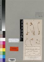 Isolectotype of Nervilia humilis Schltr. [family ORCHIDACEAE]
