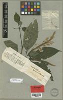 Isotype of Brachystephanus africanus S. Moore [family ACANTHACEAE]