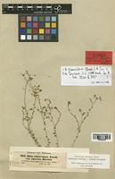 Haplophyllum tuberculatum Boiss. [family RUTACEAE]