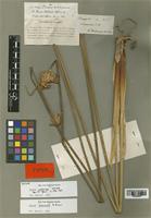 Isotype of Juncus procerus E. Mey. [family JUNCACEAE]