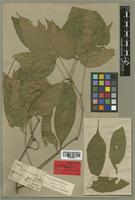Paullinia ternata Radlk. [family SAPINDACEAE]