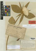 Gomphrena macrocephala Chodat [family AMARANTHACEAE]
