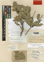 Quebrachia morongii Britton [family ANACARDIACEAE]