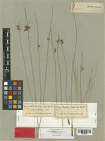 Juncus balticus Engelm. var. montanus [family JUNCACEAE]