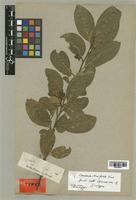 Isotype of Casearia tinifolia Vent. [family FLACOURTIACEAE]