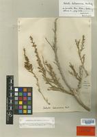 Salsola heliaramiae Mouterde [family CHENOPODIACEAE]