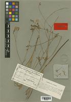 Lapeirousia masukuensis Vaupel & Schltr. [family IRIDACEAE]