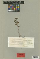 Antirrhinum bipartitum Vent. [family SCROPHULARIACEAE]