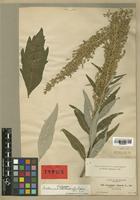 Artemisia suksdorfii Piper [family COMPOSITAE]